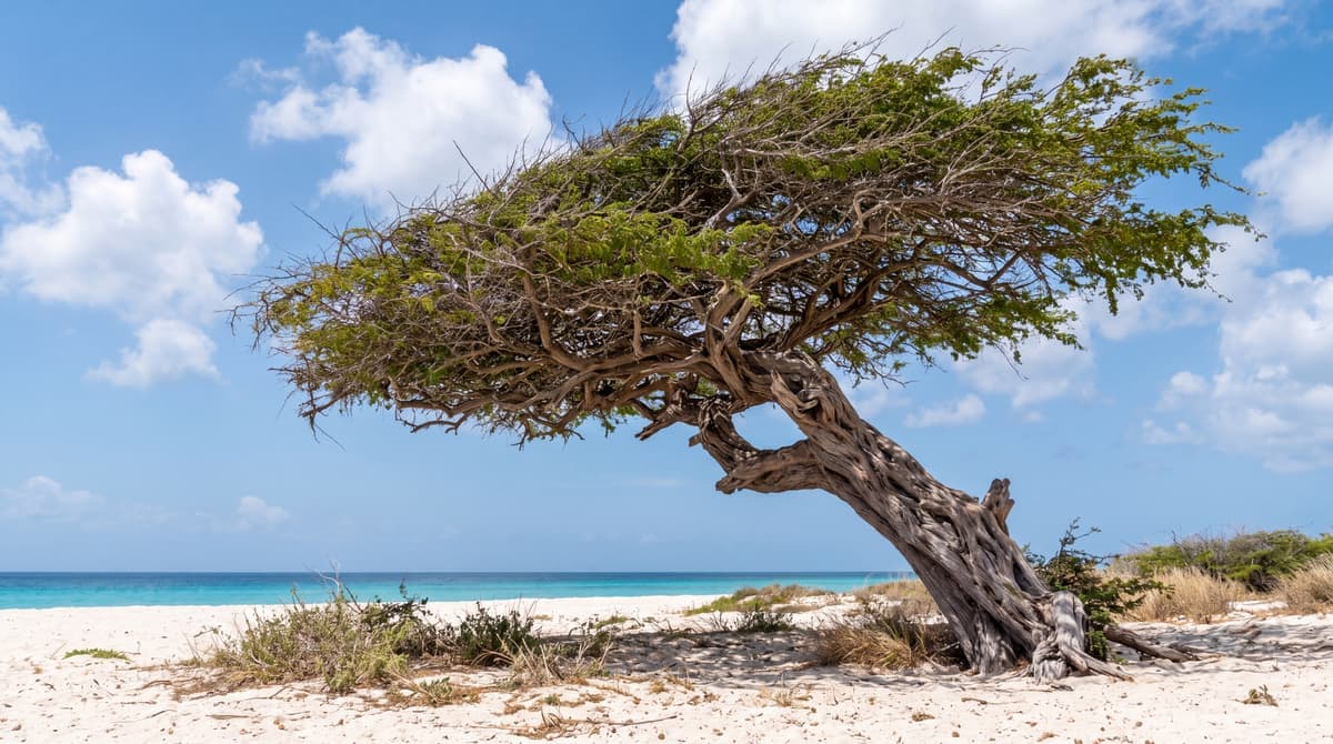 The Divi-Divi Tree in Aruba: The National Tree Everyone Photographs (2026)