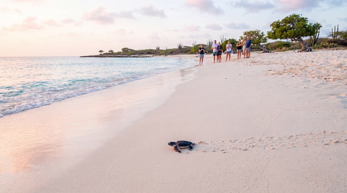 Aruba Sea Turtle Nesting Season 2026: Where to See Hatchlings on Eagle Beach