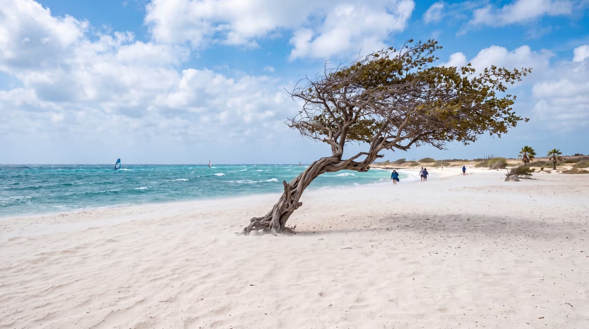 Is Aruba Windy? The Honest Truth About the Trade Winds (and When They Calm Down)