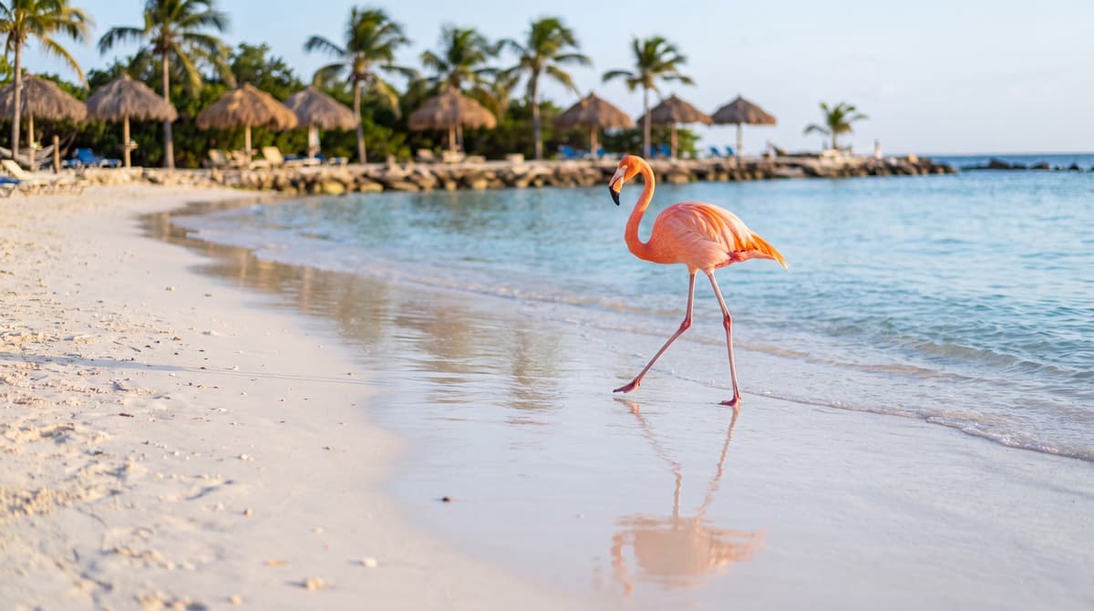 Which Aruba Hotel Has the Flamingos? Renaissance Wind Creek, Honestly Reviewed (2026)