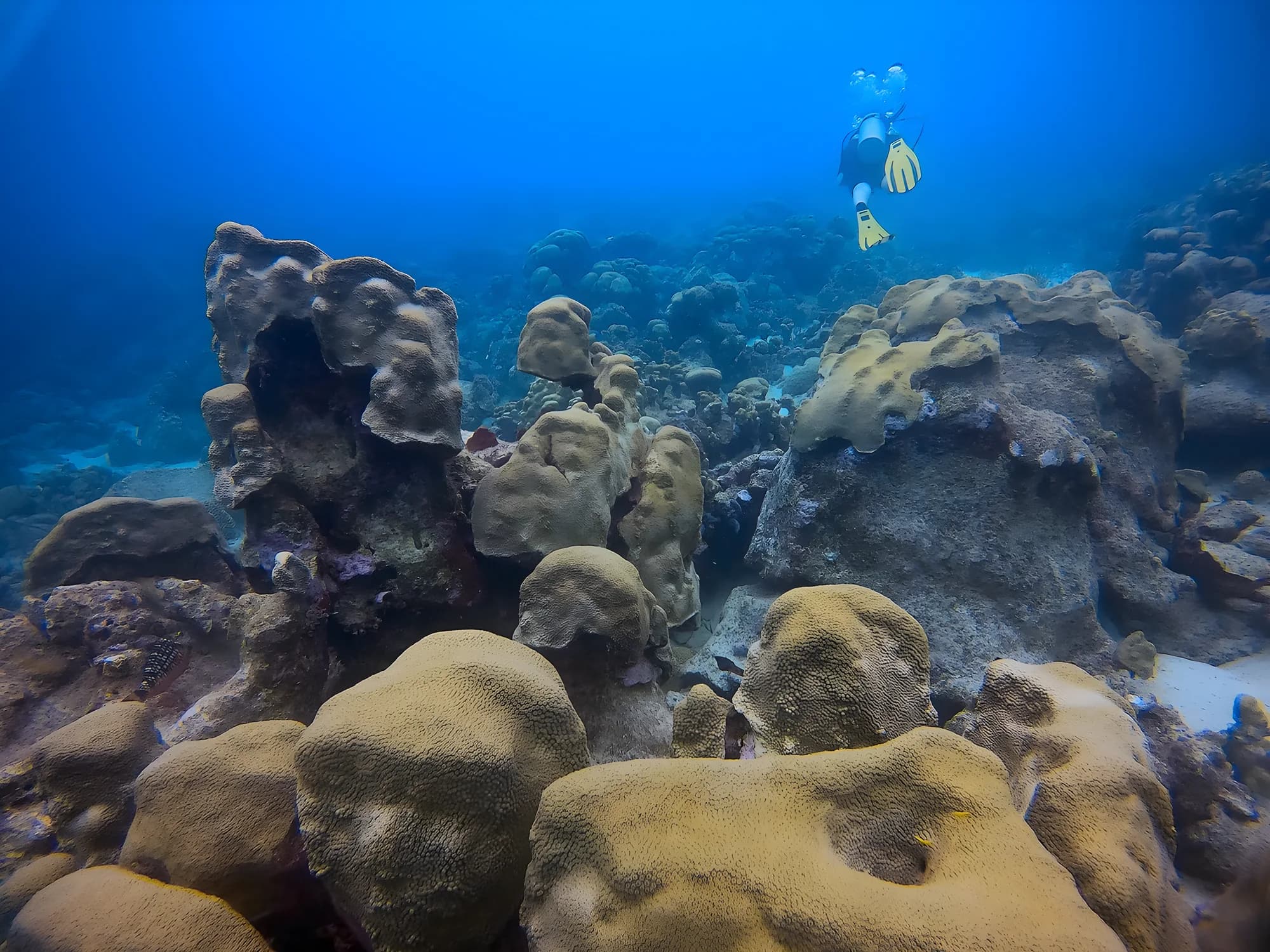 Large coral heads on the reef with a diver in yellow fins swimming above