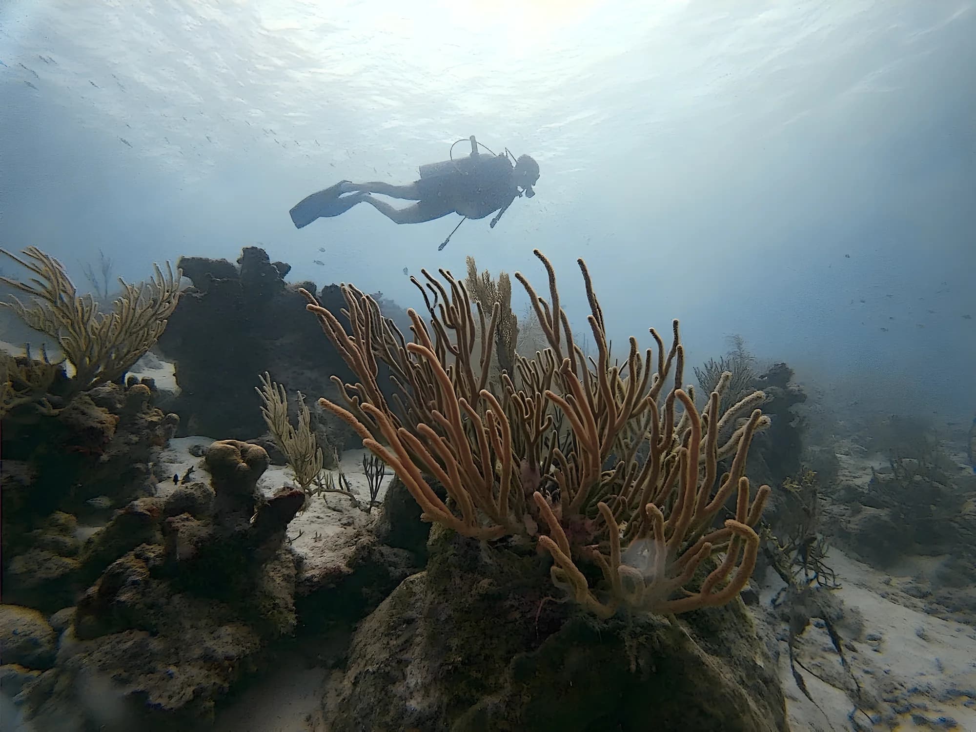 Sea rods and gorgonians in the foreground with a diver silhouetted against the surface
