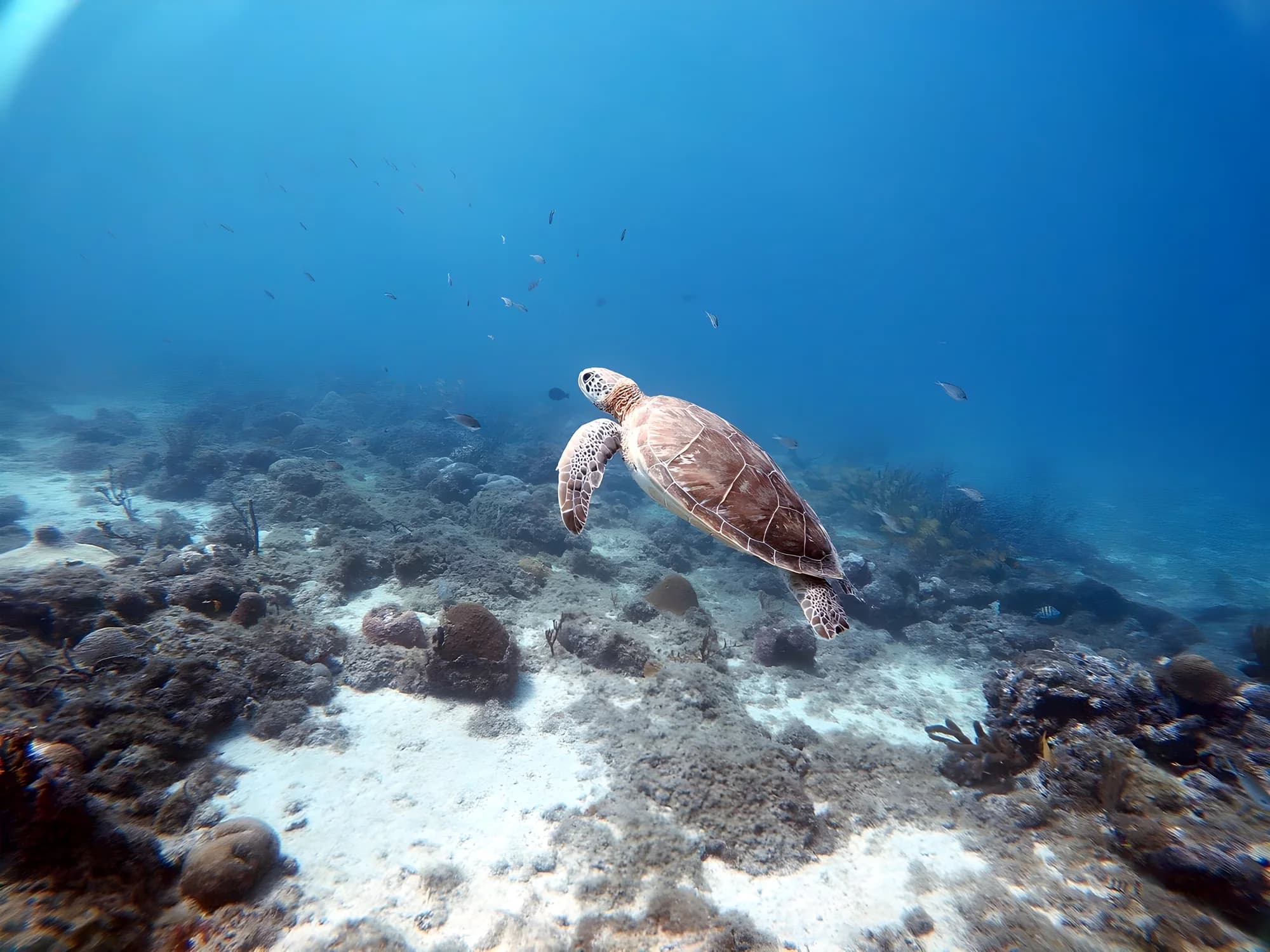 A green sea turtle swimming over the reef with a school of fish above it