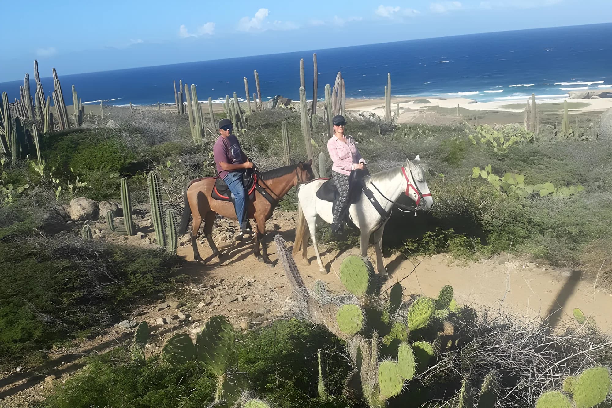 Riders on horseback winding through tall cacti with the sea in the distance