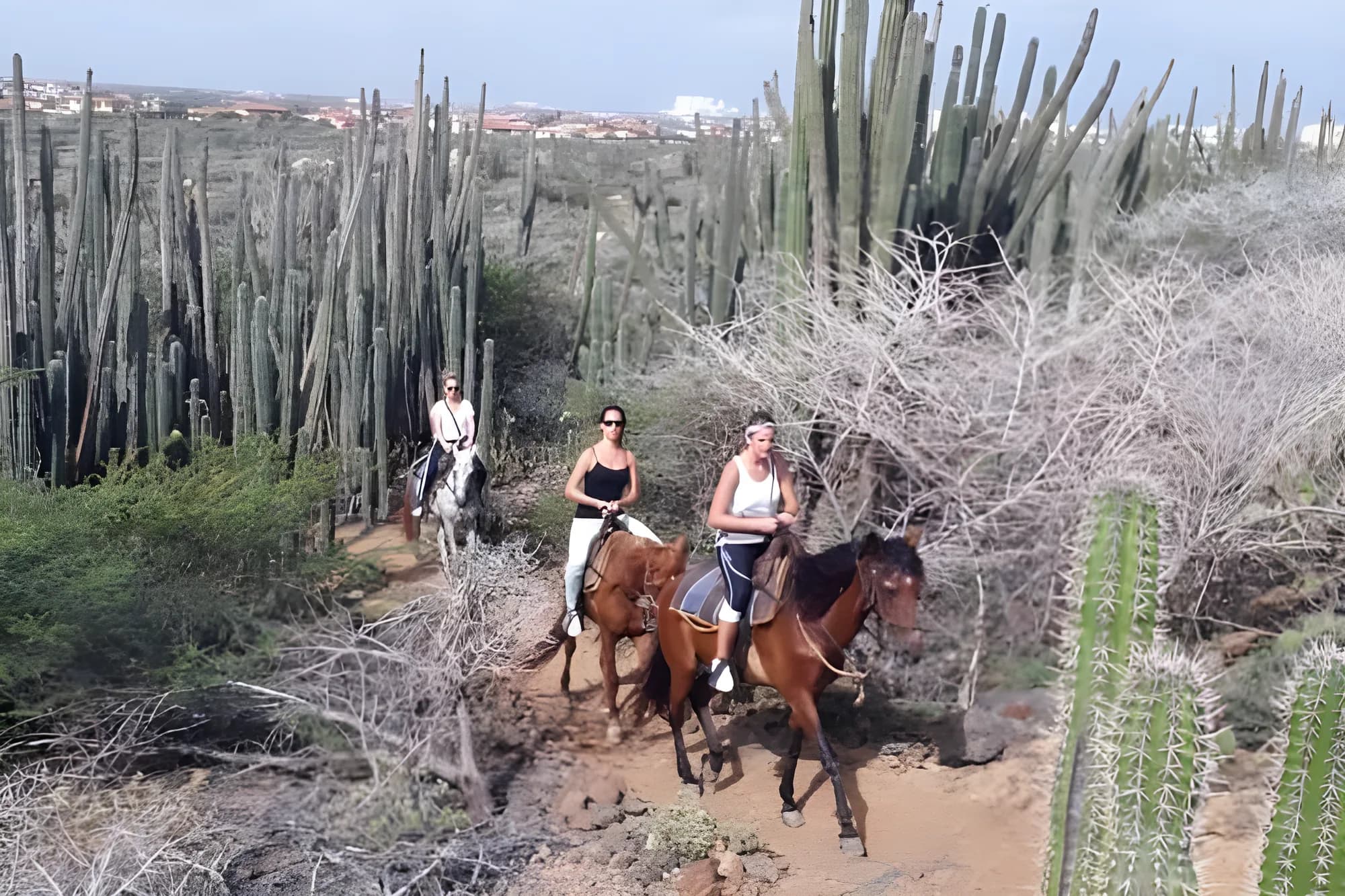 Riders on horseback winding along a dirt trail between tall cacti