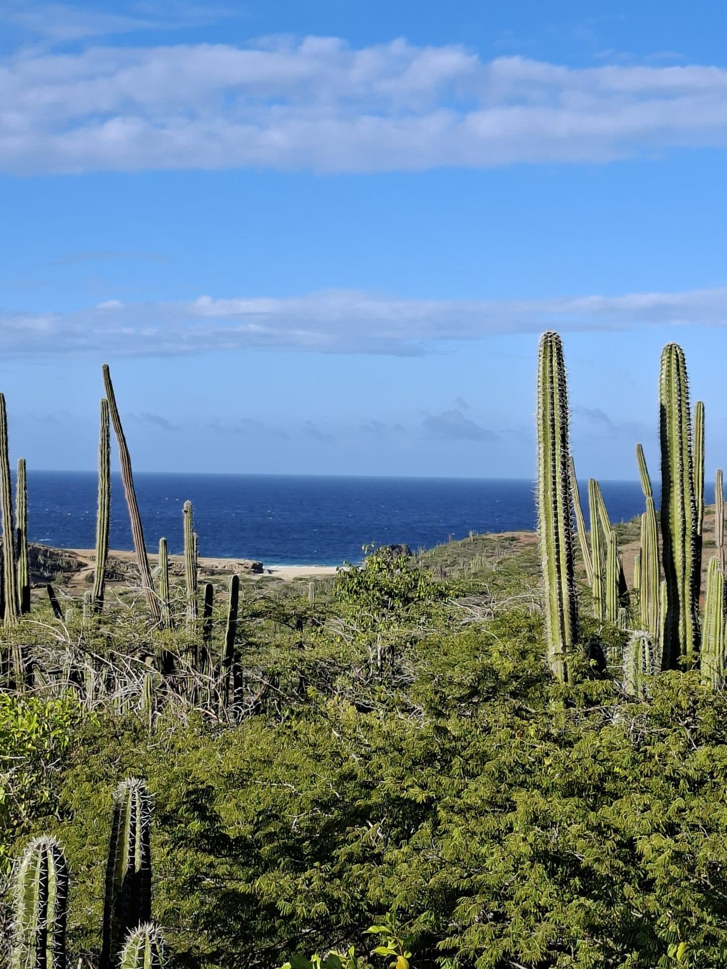 Tall candle cacti above the turquoise sea along the hiking trail