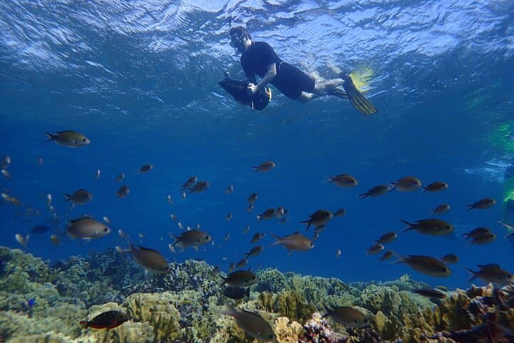Sea Scooter Snorkel at Mangel Halto, Mangel Halto, Savaneta, Aruba