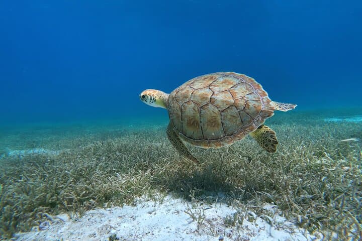 Private Turtle Snorkeling at Tres Trapi, Tres Trapi, Malmok, Aruba