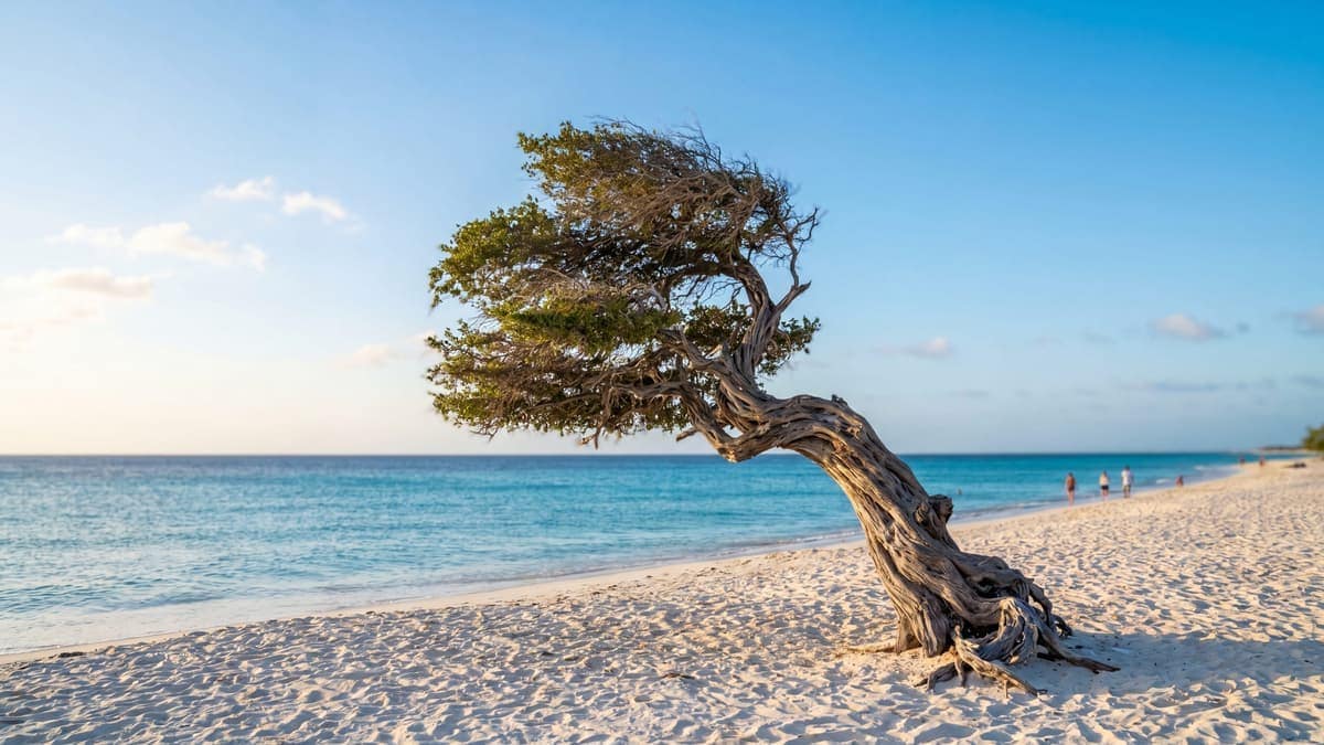 Aruba travel guides and local stories